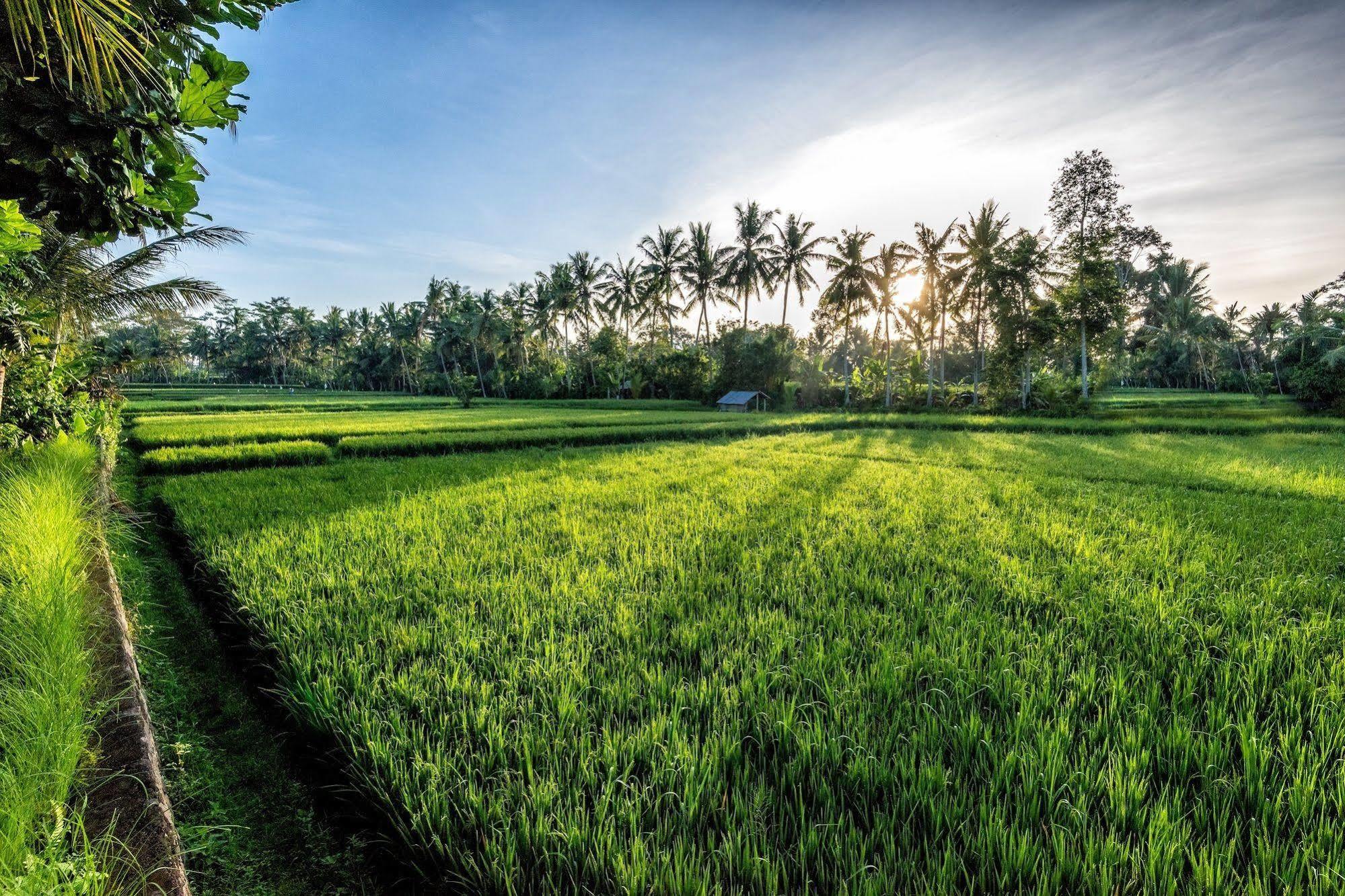 Villa Sabandari Ubud Exteriör bild